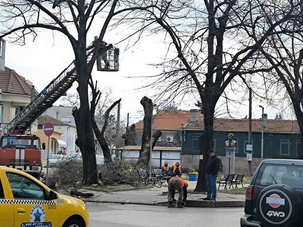 Дванадесет прилепа бяха изхвърлени след окастряне на дървета в Силистра - от общината нямат отношение към проблема (видео)