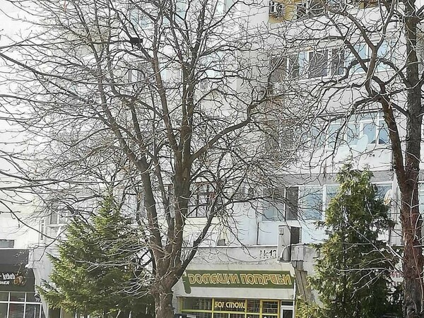 Няма институция в Силистра да реагира на сигнал за котка, която не може да слезе от дърво