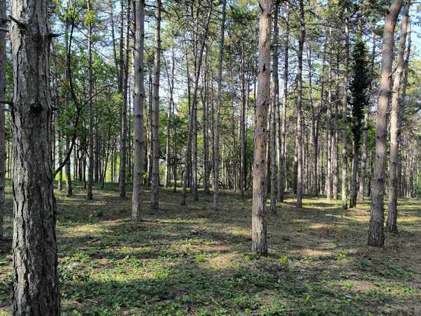 В горското стопанство на Силистра не знаят за застроителните планове на силистренската община в местност “Меджиди табия” 