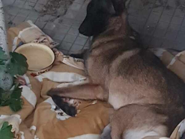 Граждани сигнализират институциите в Силистра за пребито и изхвърлено куче, но за сега никой не реагира