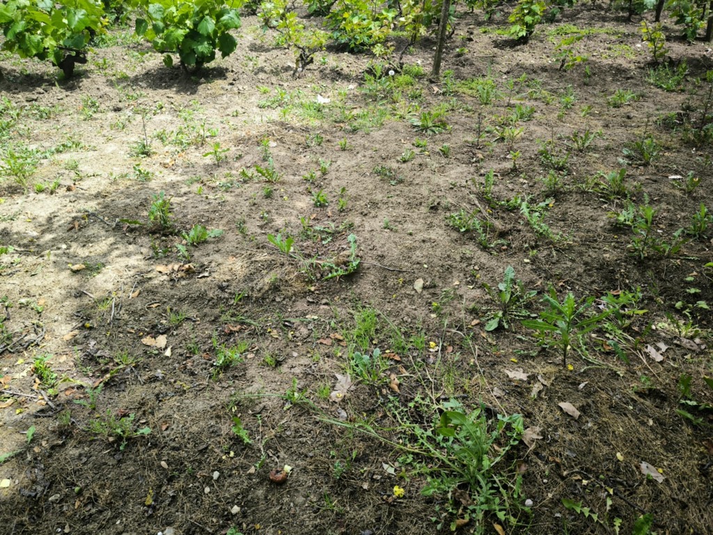 Продажба на редица общински имоти предлага кметът на Силистра пред общинския съвет 