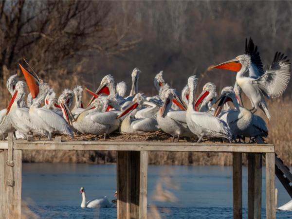 Еколог:  Климатичните промени оказват негативно въздействие върху колонията на къдроглавите пеликани в Сребърна