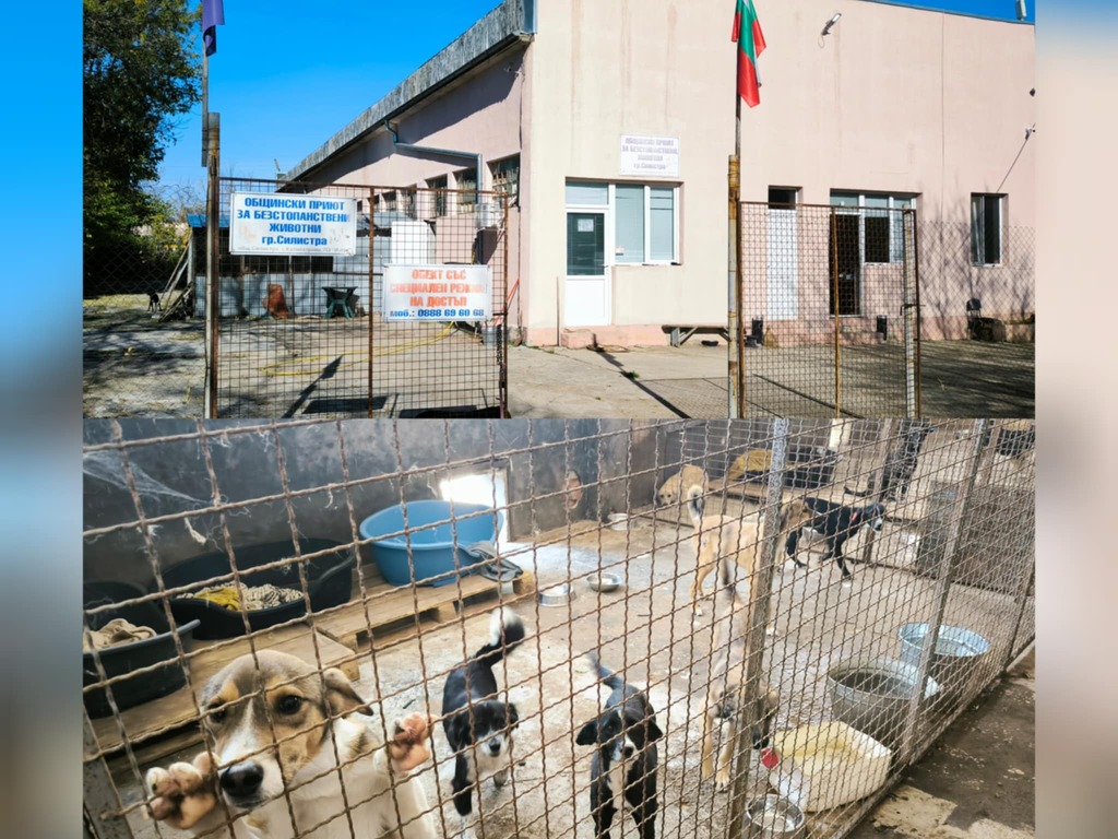 Кучетата в общинския приют на Силистра имат спешна нужда от подобряване на условията на живот, показва проверка след сигнал(документи)