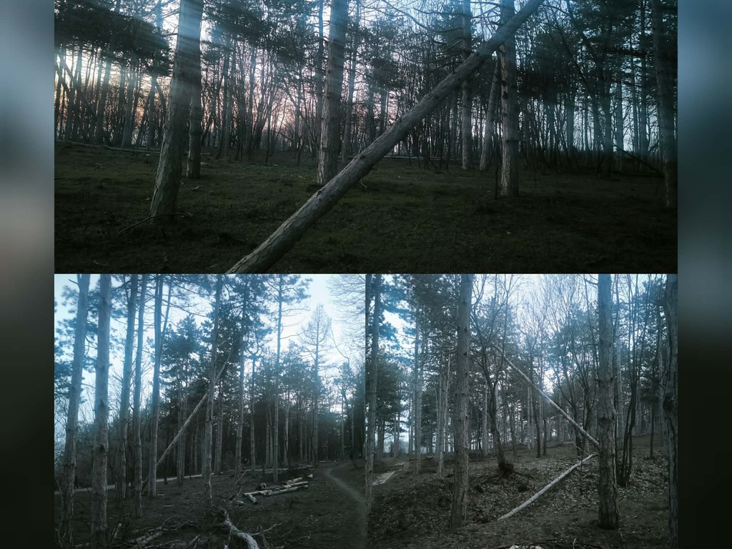 Опасно надвиснали дървета в местност Меджиди табия в Силистра