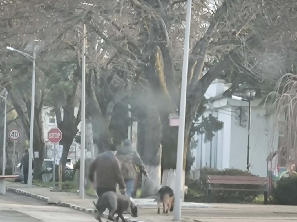 Пуснат на свобода питбул вилня в центъра на Алфатар и рани сериозно друго куче