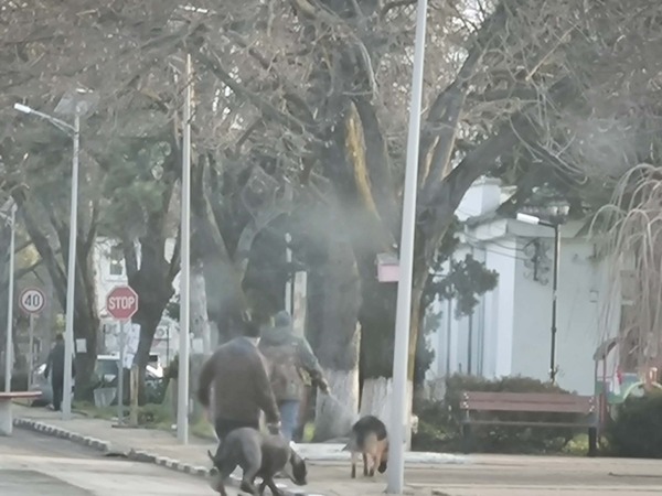 Пуснат на свобода питбул вилня в центъра на Алфатар и рани сериозно друго куче